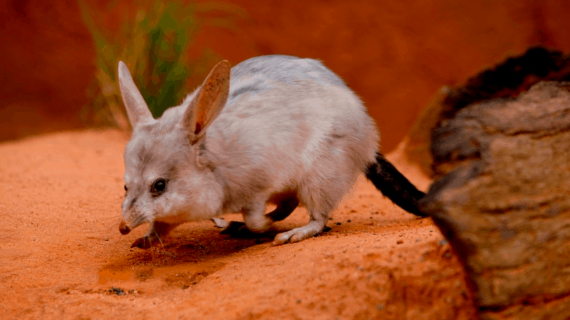 bilby królik w Australii