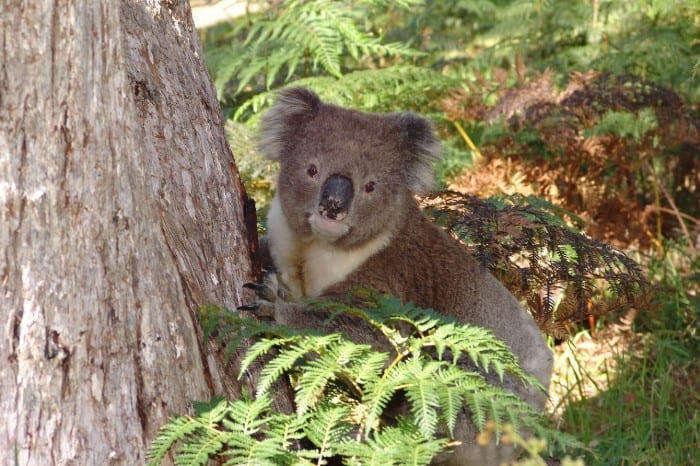 koala w okolicach dandenong
