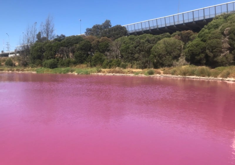 gorąco lato pigment algi jezioro Melbourne