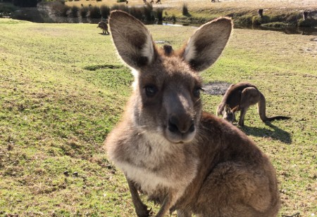 dlaczego warto zobaczyć kangury
