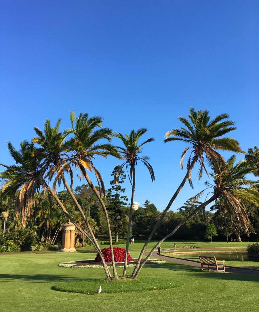 Królewskie Ogrody Botaniczne w Sydney, Royal Botanic Garden, zieleń tuż przy dzielnicy biznesowej