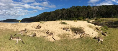 gdzie zobaczyć kangury w Australii