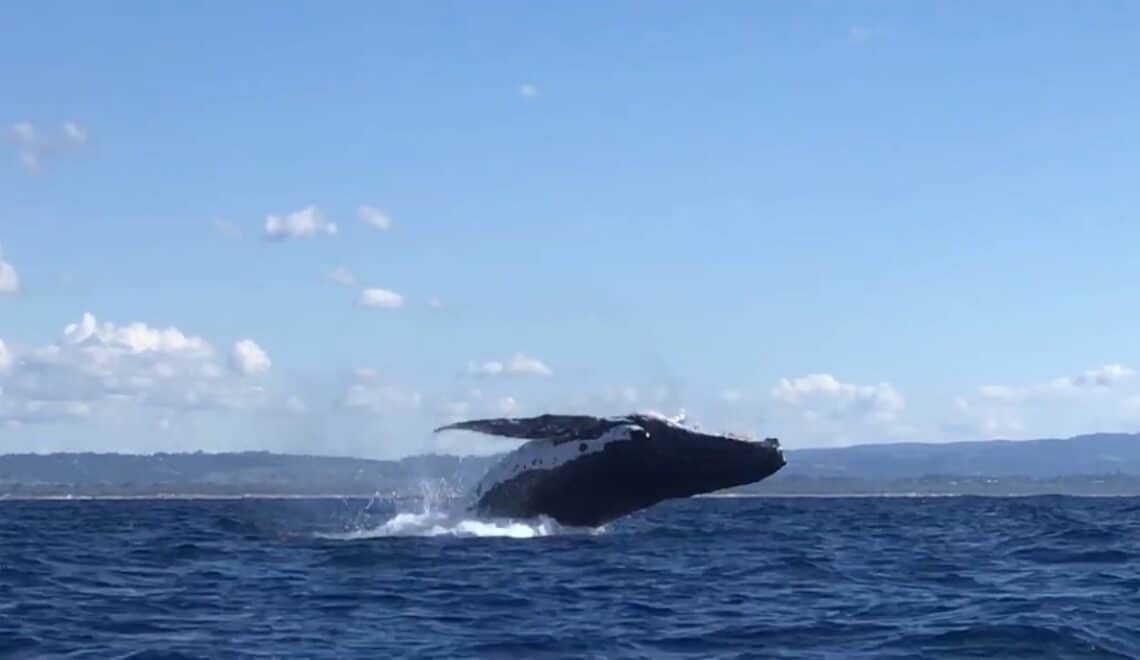 Wieloryby w Australii