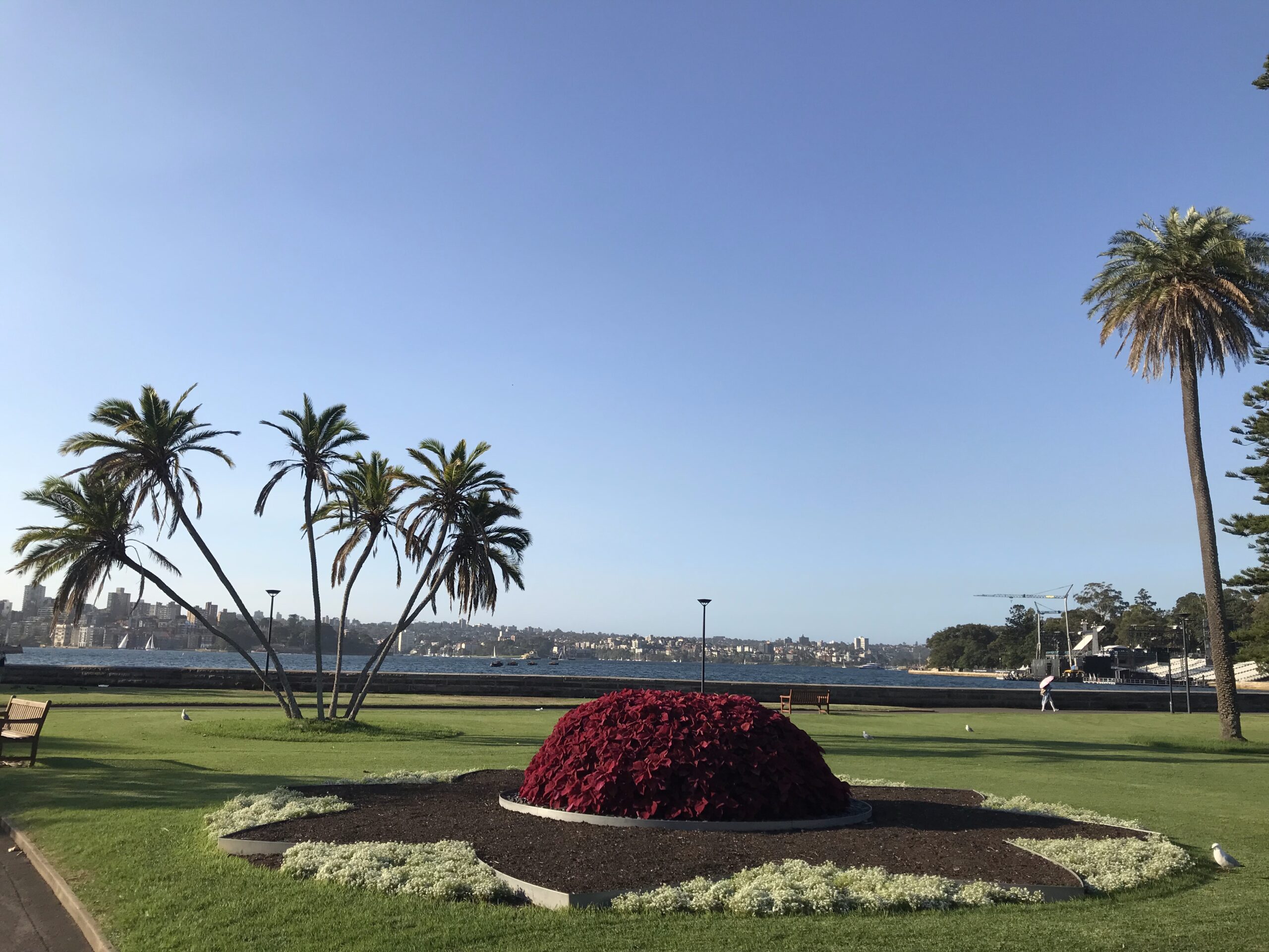 Królewskie Ogrody Botaniczne w Sydney, darmowa atrakcja w centrum miasta