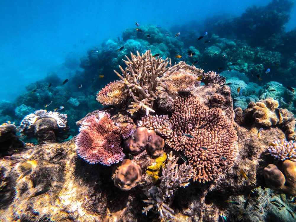 Turkusowa woda Wielkiej Rafy Koralowej w Queensland widoczna z lotu ptaka.
