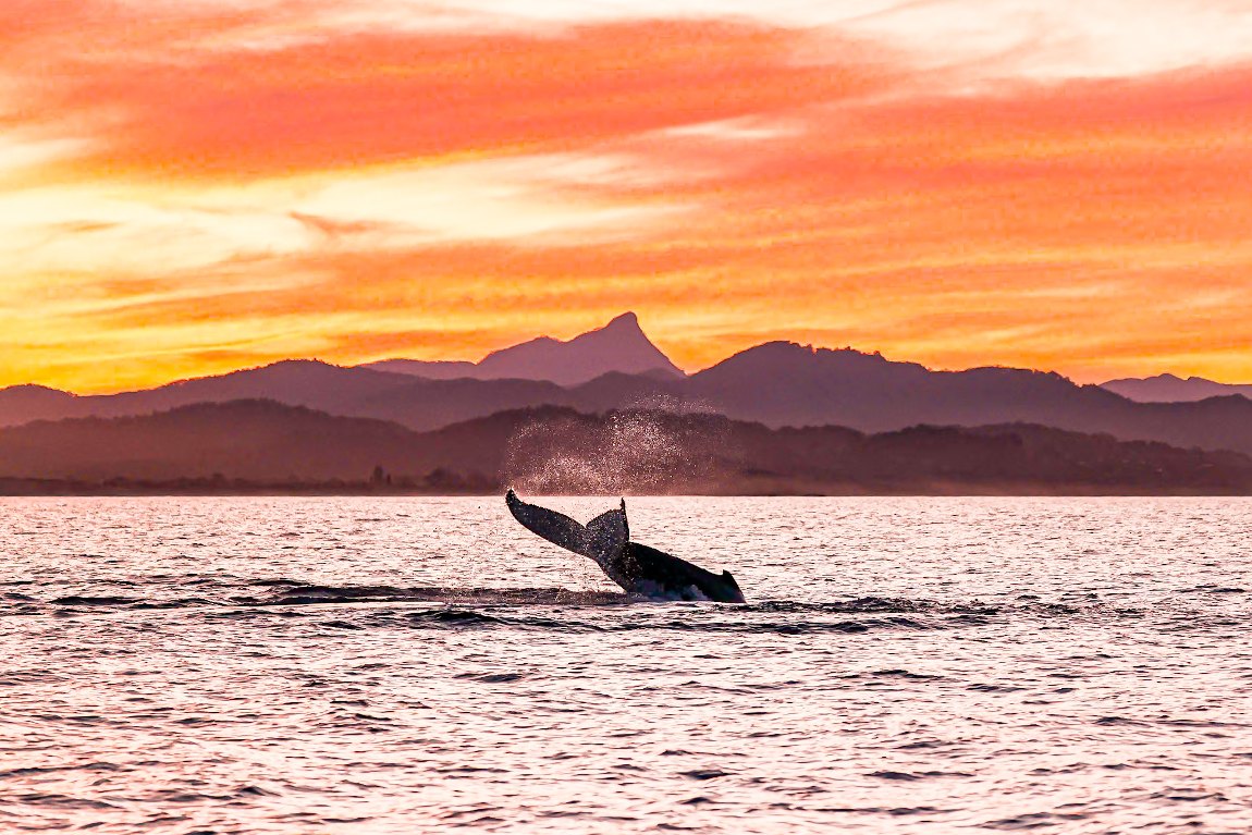 byron-bay-wycieczka-obserwacja-humbaków-safari-morskie-rejs-wieloryby-na-pokładzie