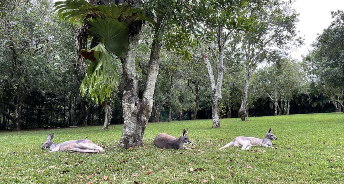 karmienie-kangurow-okolice-brisbane-wycieczka-w-australia-zoo-na-slonecznym-wybrzezu