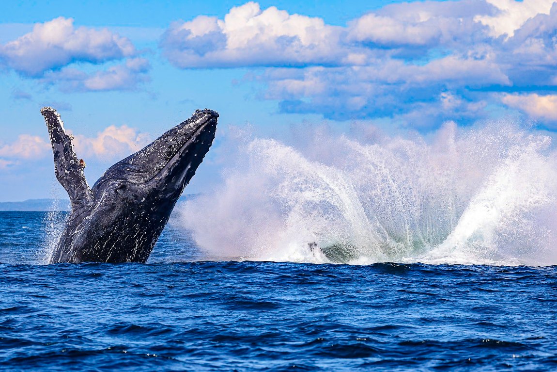safari-morskie-byron-bay-rejs-na-humbaki-obserwacja-wielorybów-w-australii