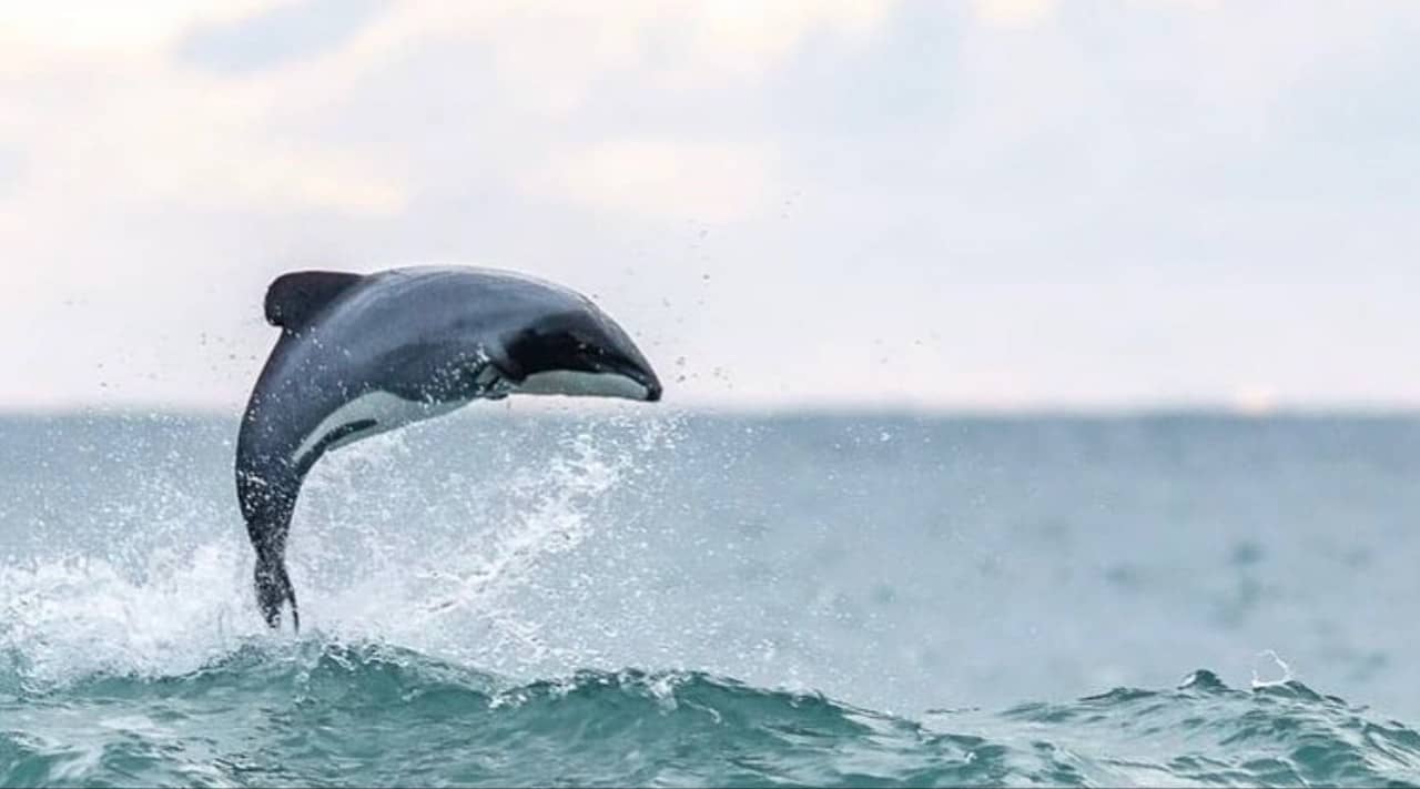 Pływanie z dzikimi delfinami Hector –  Rejs z Akaroa