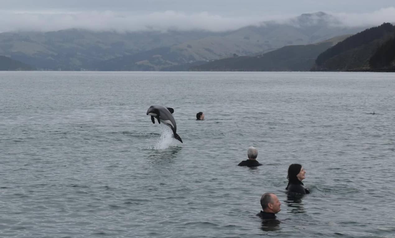 akaroa-plywanie-z-delfinami-hectora-katamaran-z-przewodnikiem-ekopodroz