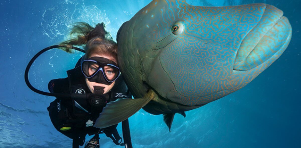 rafy-norman-i-saxon-snorkeling-i-nurkowanie-z-cairns-cena-wycieczki