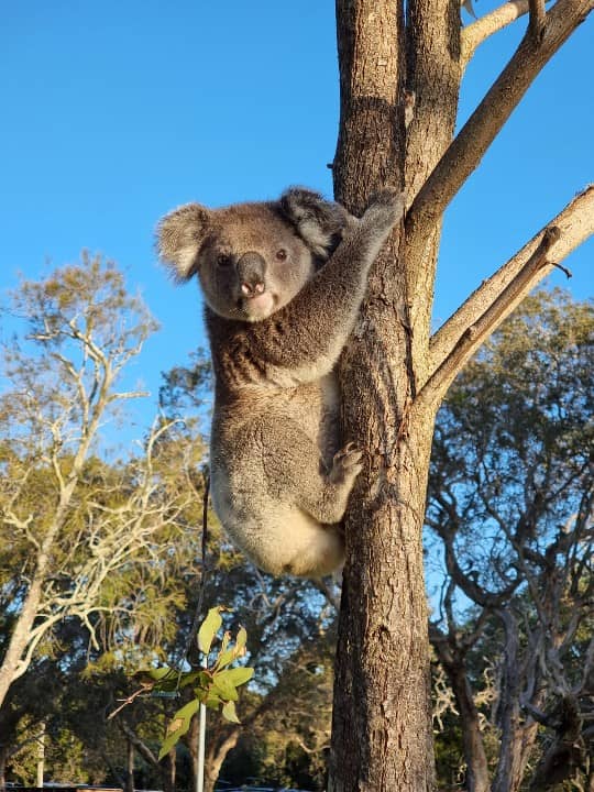 koale-gdzie-zobaczyc-brisbane-wycieczka-north-stradboke-wyspa-z-przewodnikiem