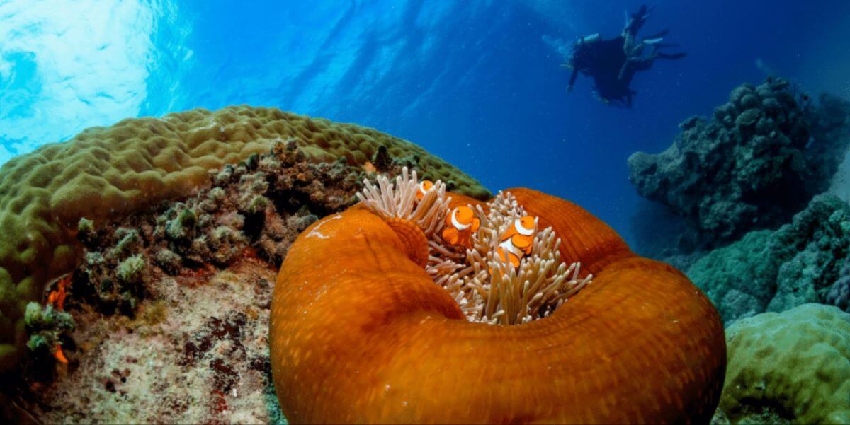 wakacje-z-dziećmi-w-cairns-wycieczka-na-wielką-rafę-koralową-rejs-jachtem