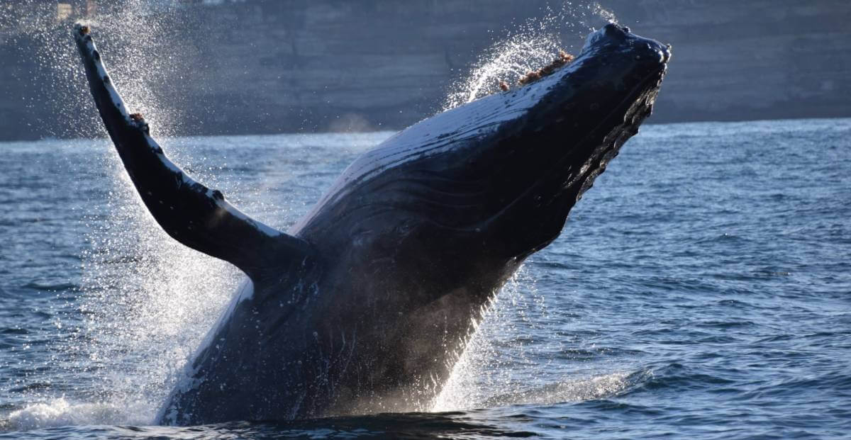 wyprawa-na-wieloryby-w-sydney-australia-podczas-sezonu-maj-listopad
