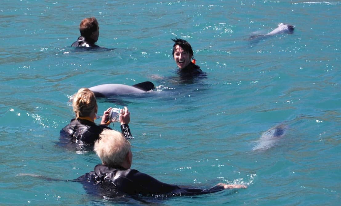 obserwacja-i-plywanie-z-delfinami-hectora-akaroa-nz-przyroda-z-bliska