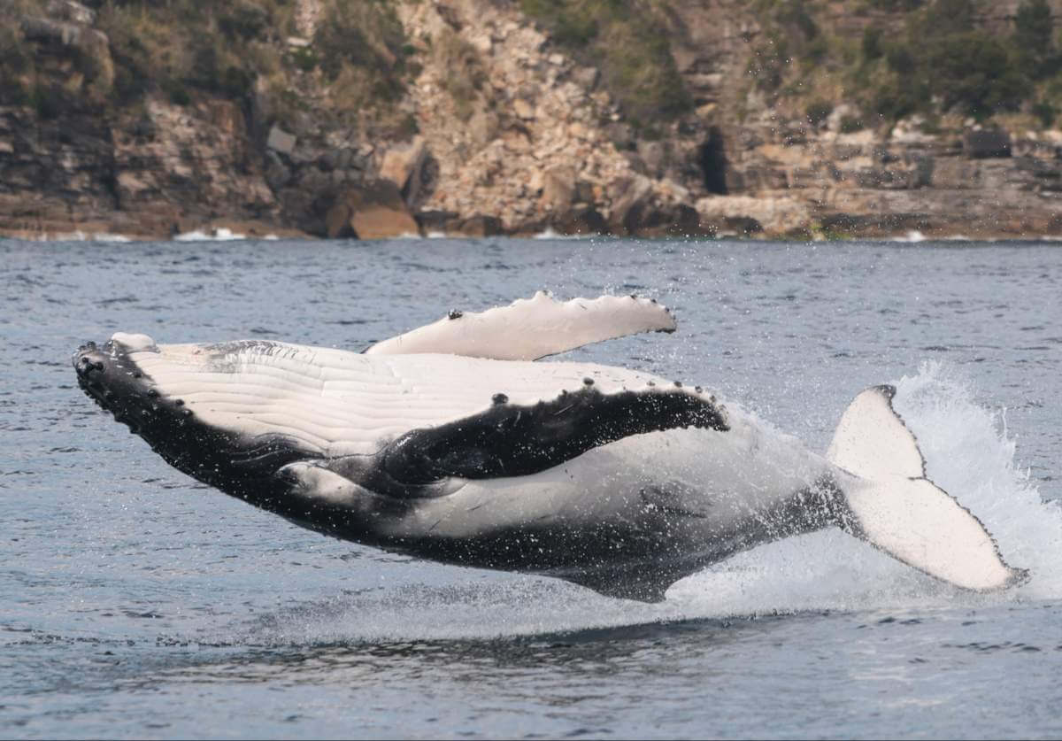 humbaki-i-dzika-przyroda-sydney-australia-rejs-dla-milosnikow-natury