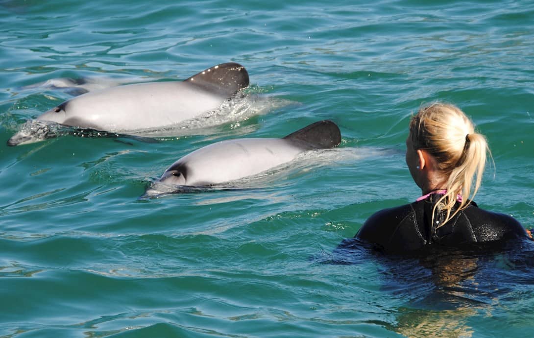 akaroa-przygoda-z-delfinami-kameralny-rejs-po-porcie-z-przyroda-nz