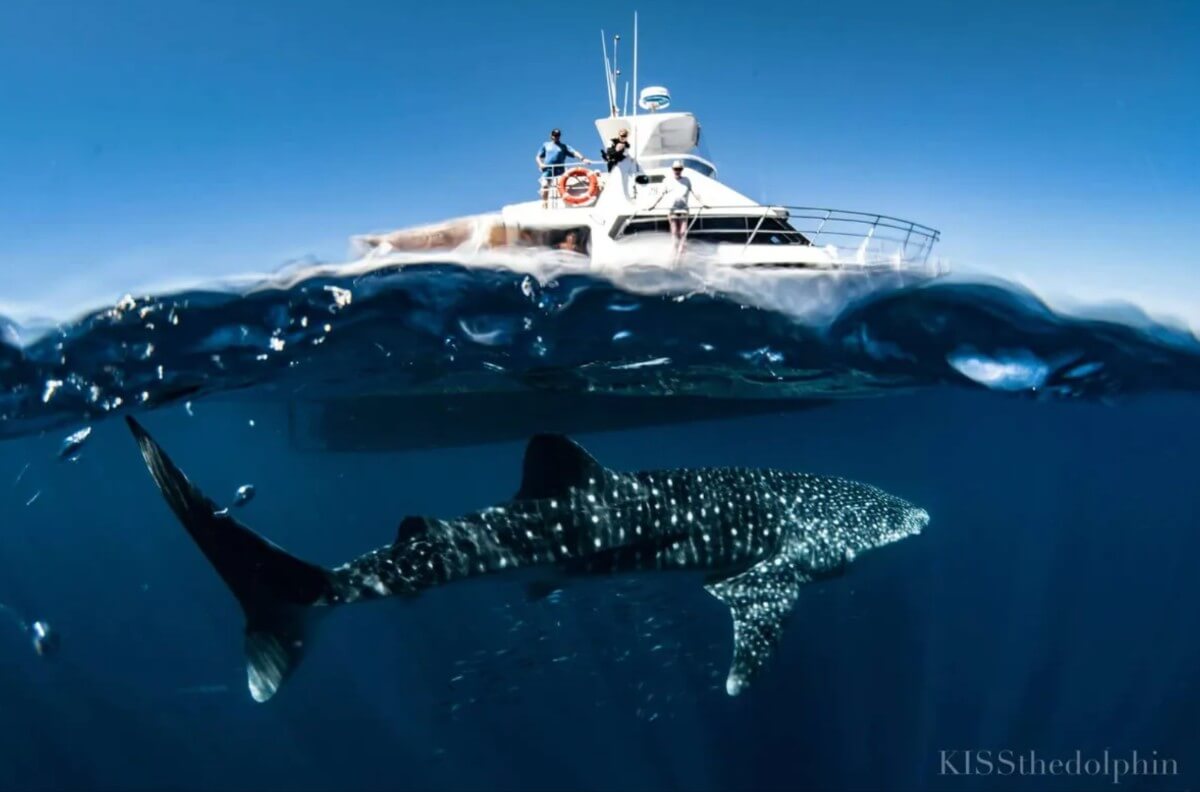 plywanie-obok-rekina-wielorybiego-na-ningaloo-exmouth-spotkanie-z-gigantem