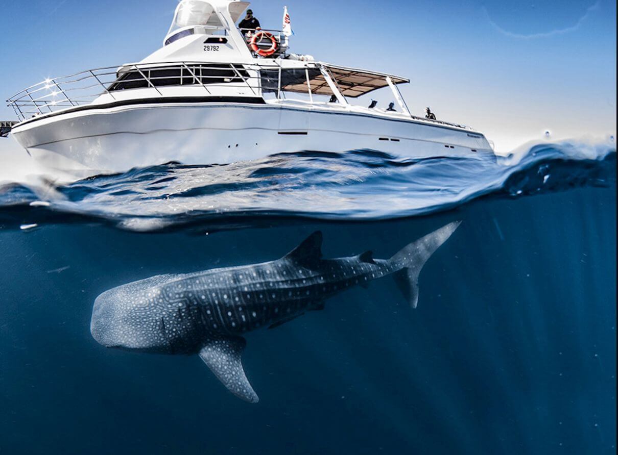 pływanie-rekiny-wielorybie-ningaloo-rafy-exmouth-wycieczka-marzenia-australia