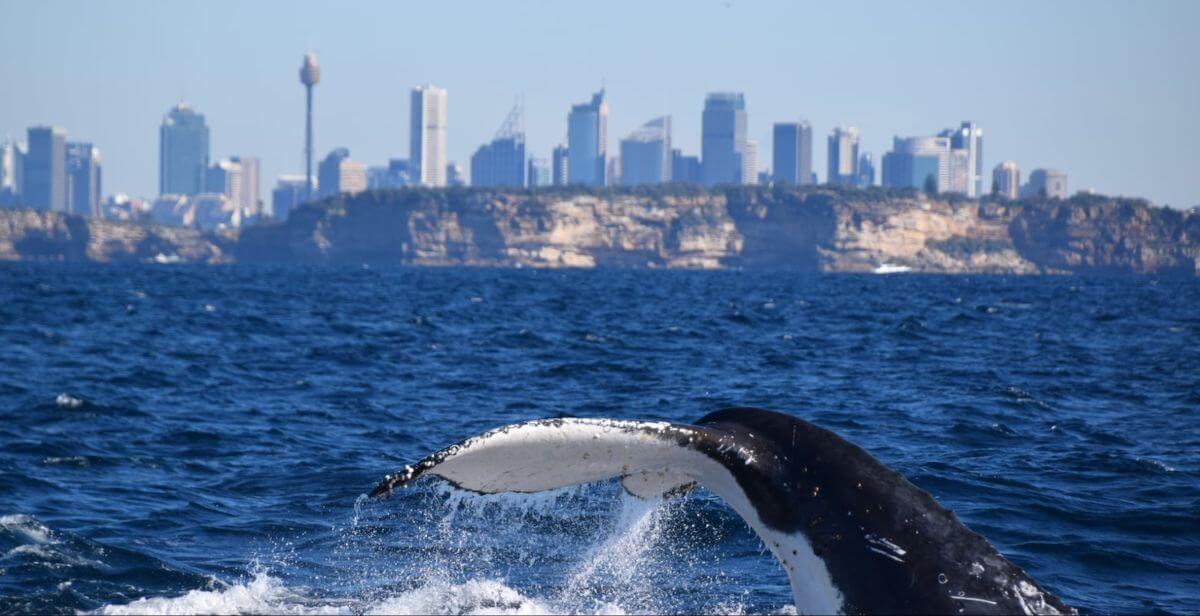 spektakularny-rejs-obserwacja-wielorybów-sydney-australia-migracja-humbaków
