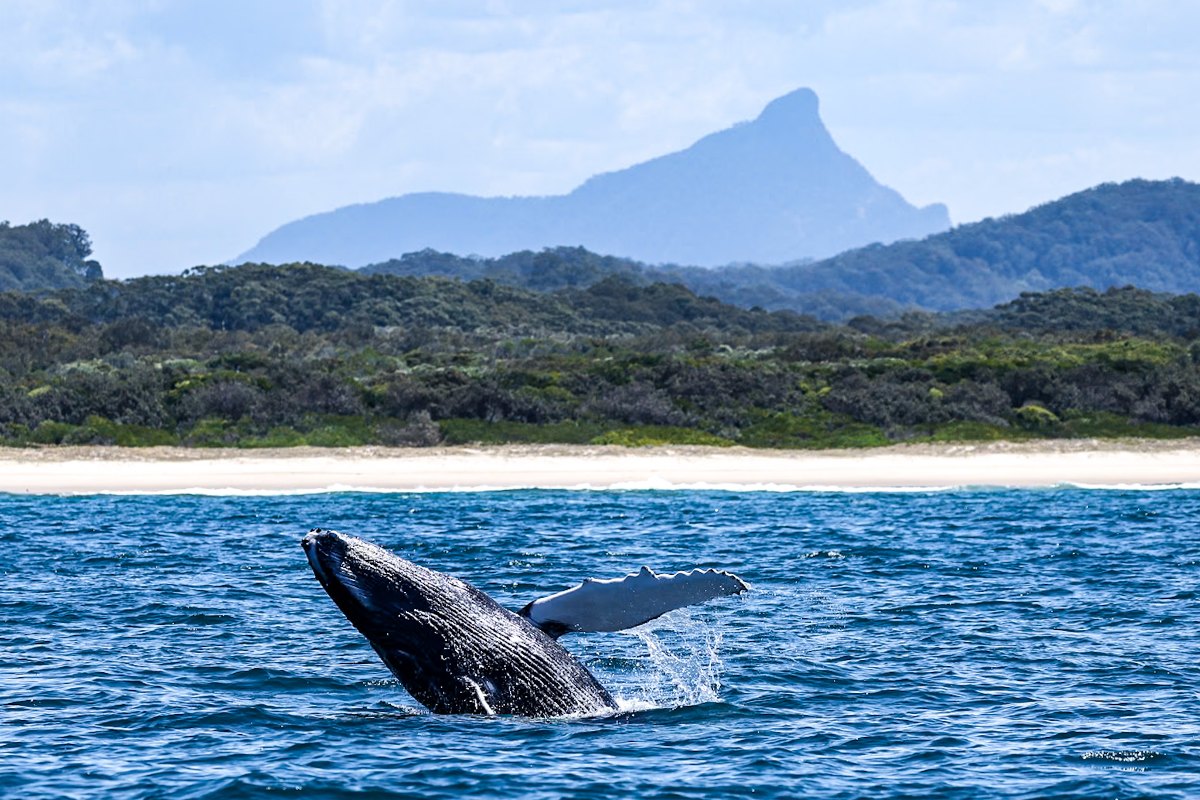 Najlepszy rejs safari z obserwacją wielorybów w Byron Bay w Australii