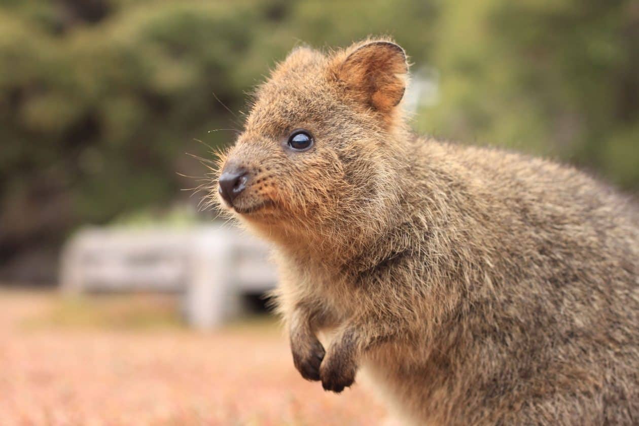 Prom w dwie strony na wyspę Rottnest z Perth  – zobacz quokki