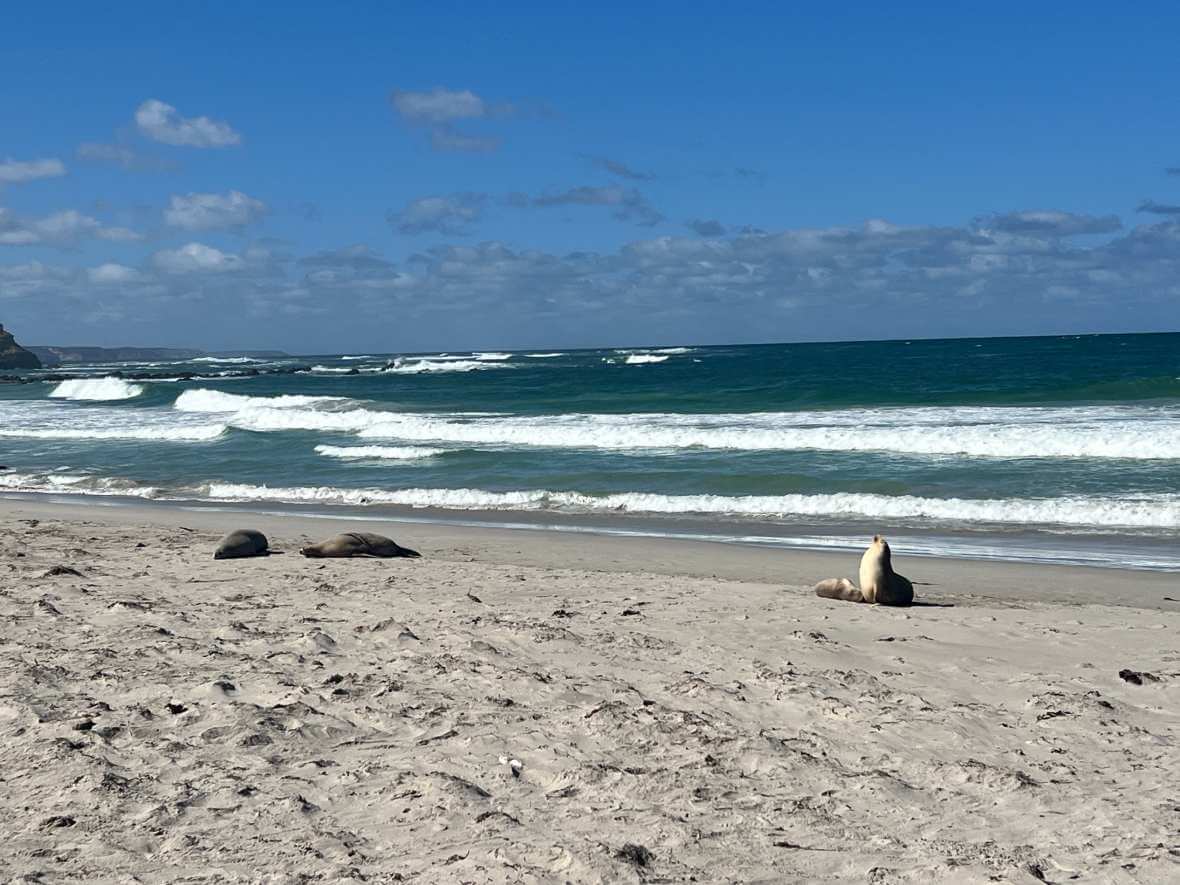 seal-bay-wyspa-kangura-spotkanie-z-lwami-morskimi-z-adelajdy