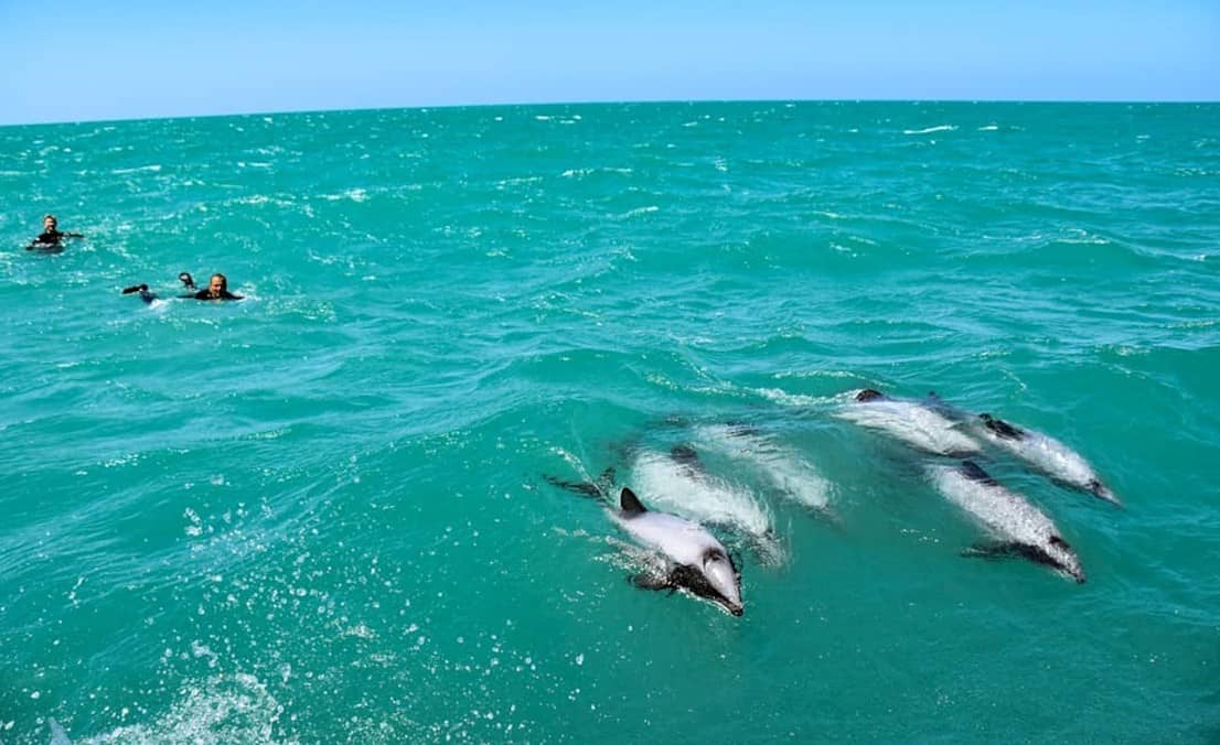 nowa-zelandia-dzikie-delfiny-hectora-akaroa-fiordy-ekologiczna-przygoda