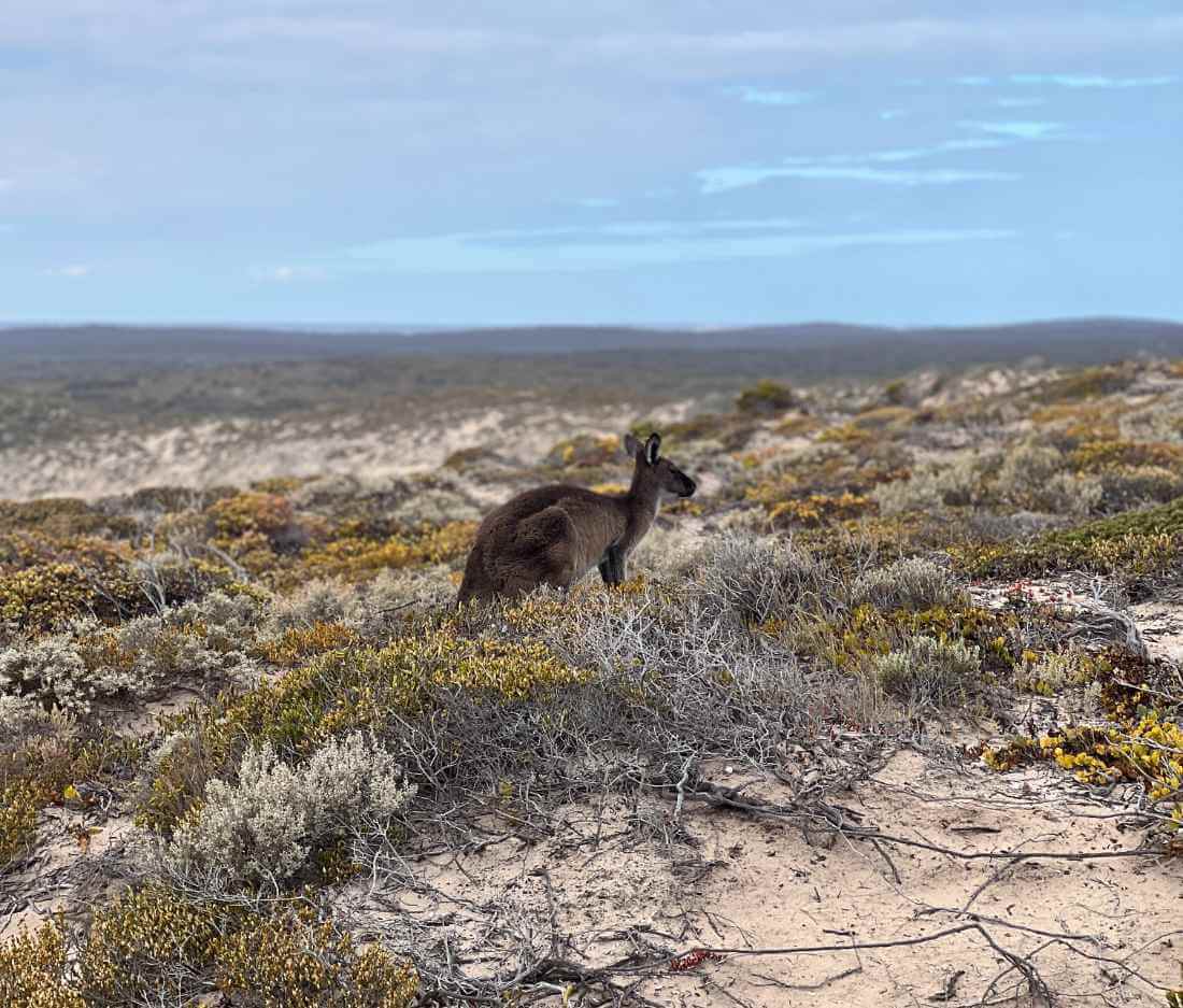 koale-i-kangury-na-wyspie-kangura-dzika-przyroda-australii-z-bliska