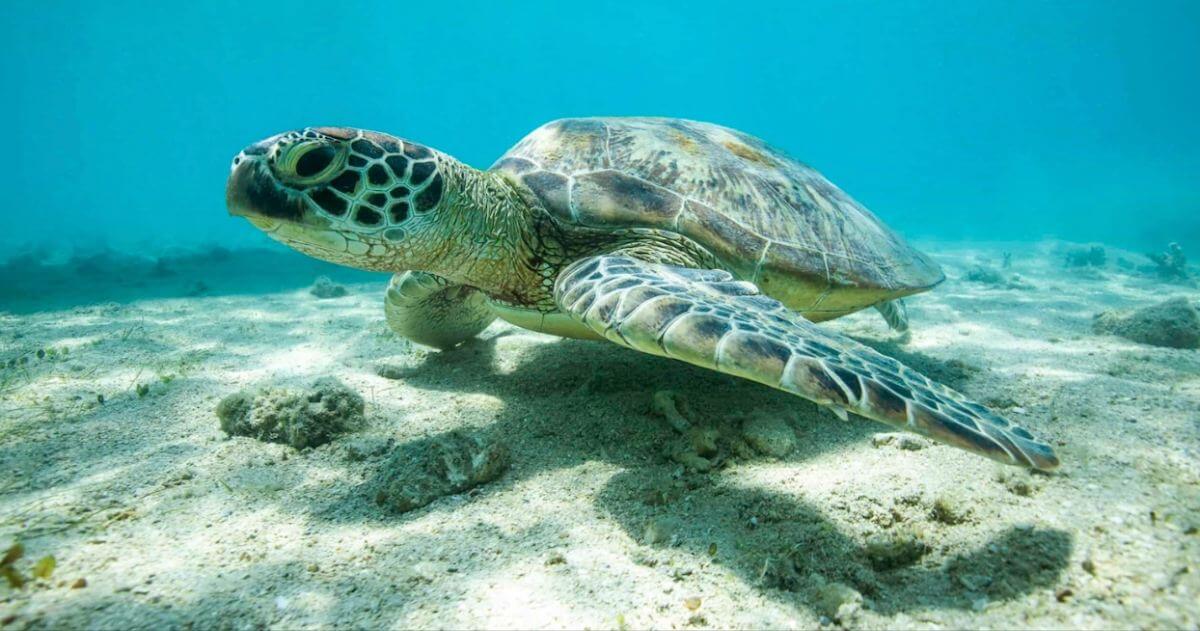 zolw-najlepszy-rejs-na-whitsundays-z-airlie-beach-whitehaven-beach-snorkeling-i-przygoda