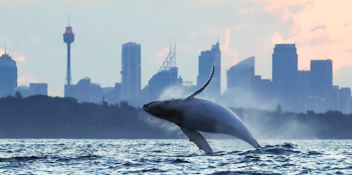 rejs-na-wieloryby-australia-humbaki-delfiny-i-przewodnik-przyrodniczy