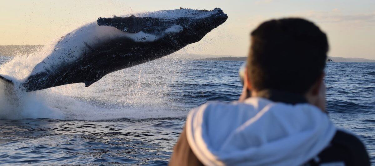 zdjęcia-z-obserwacji-wielorybów-w-australii-sydney-harbour-cruise