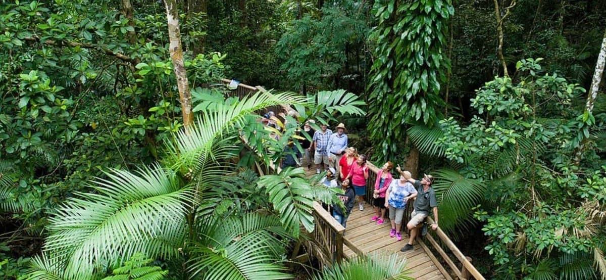 wycieczka-z-cairns-planowanie-dnia-daintree-i-cape-tribulation