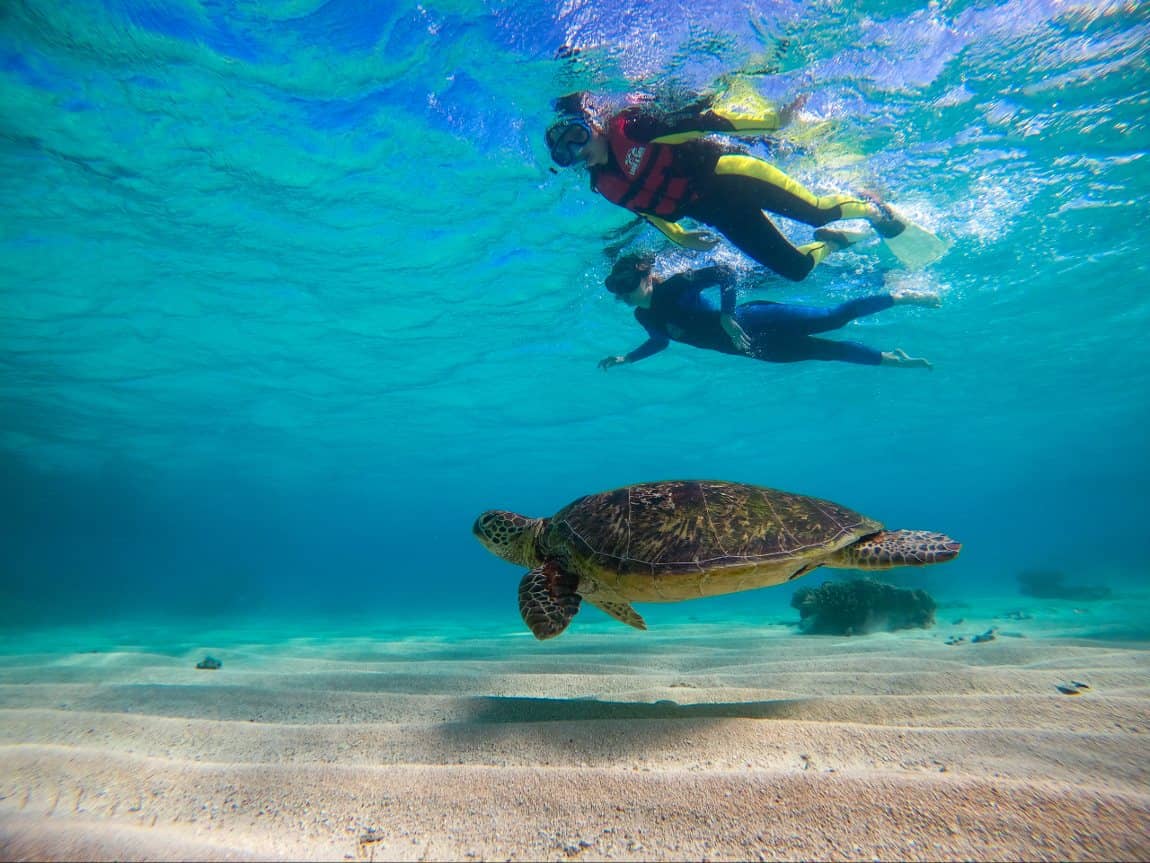 Tam, gdzie Wielka Rafa Koralowa spotyka dżunglę – wycieczka, snorkeling z Cape Tribulation