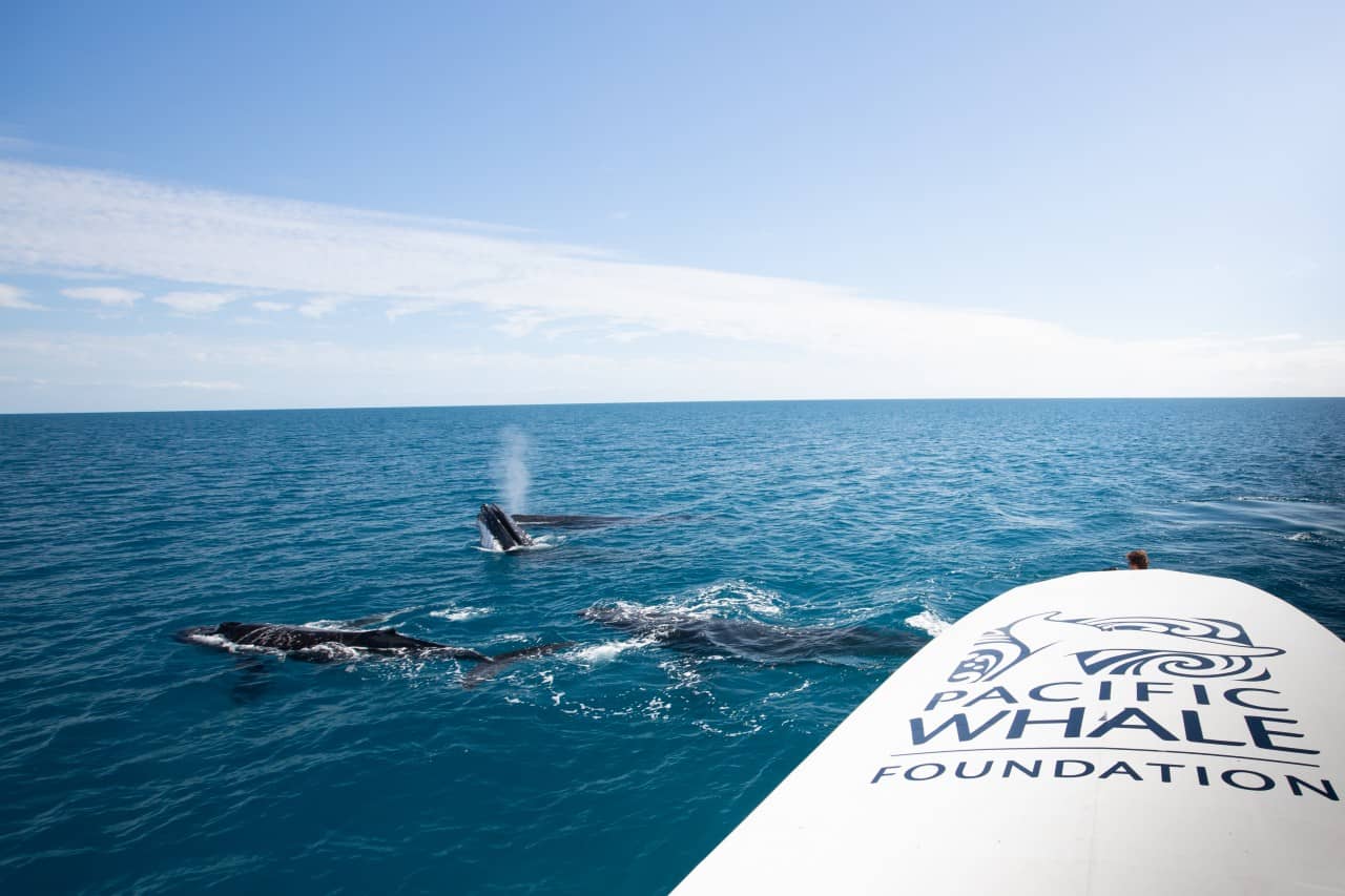 wieloryby-na-wyciagniecie-reki-rejs-hervey-bay-zatoka-queensland