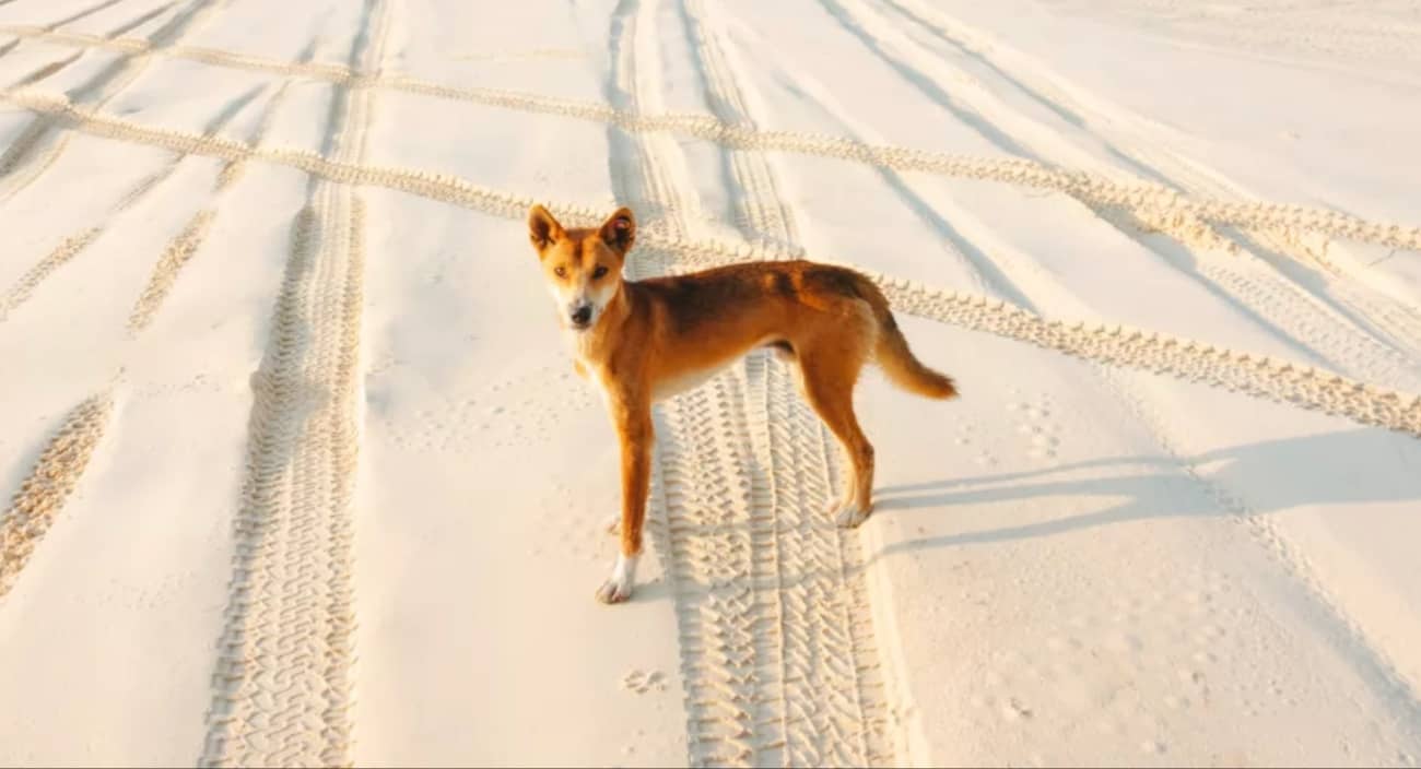 dingo-na-fraser-island-jezioro-mckenzie-i-piaszczysta-wyspa-unesco