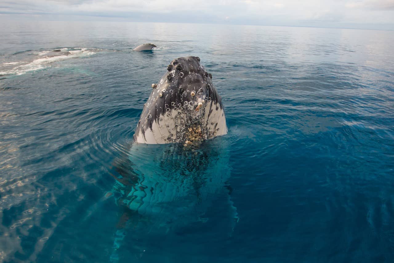 co-robic-w-hervey-bay-obserwacja-wielorybów-3-godziny-na-oceanie