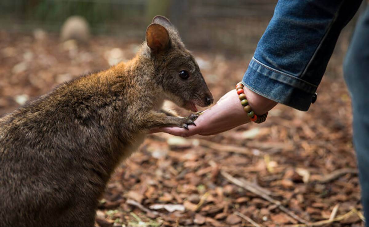 Wycieczka do Gór Błękitnych z Sydney i spotkanie z australijski zwierzętami, kangury, koale, kazuary, ptaki