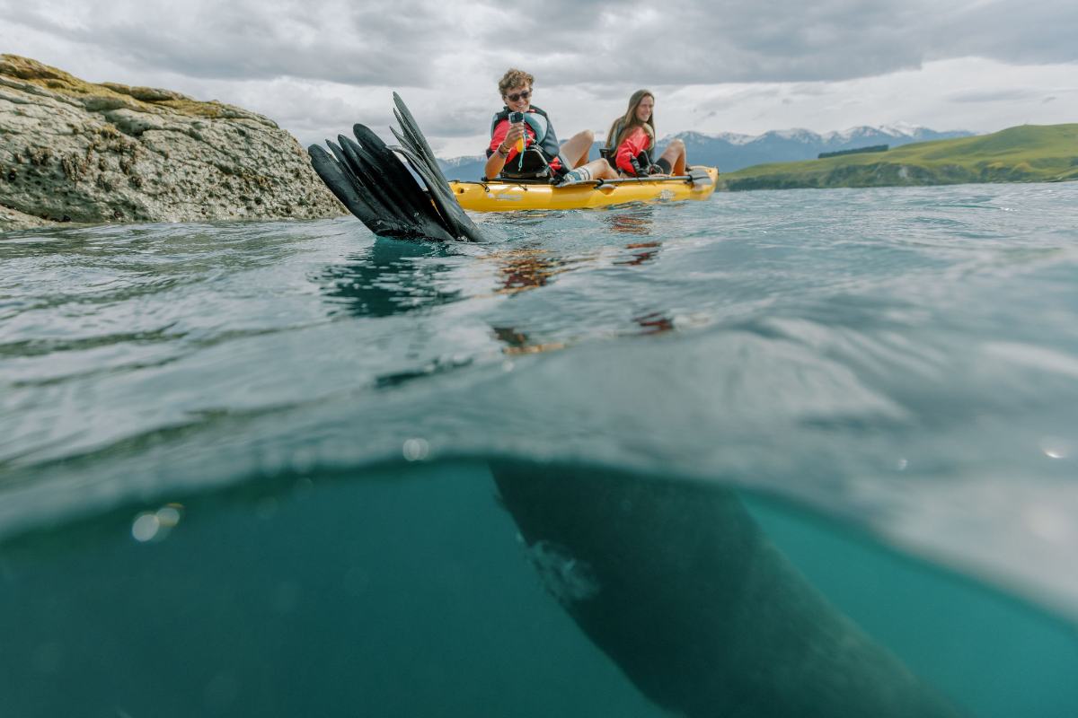 aktywny-wypoczynek-nowa-zelandia-kaikoura-z-fokami-i-pingwinami