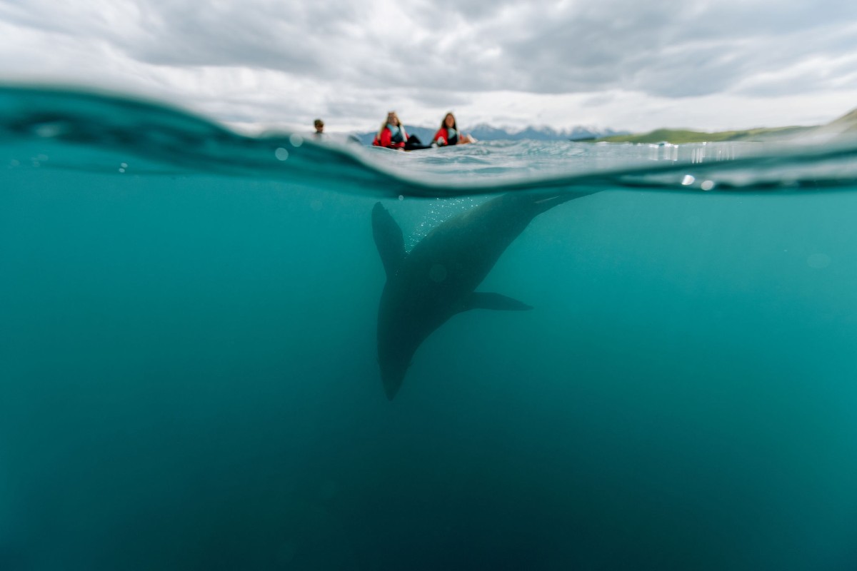rodzinny-kayak-tour-kaikoura-wyspa-poludniowa-dzikie-zwierzeta