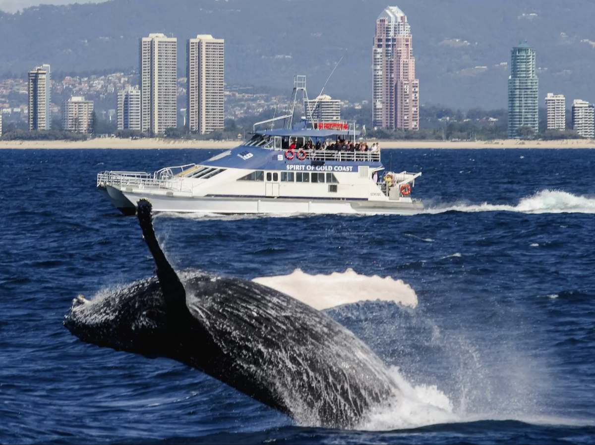 statek-wieloryb-obserwacja-gold-coast-zlote-wybrzeze-brisbane