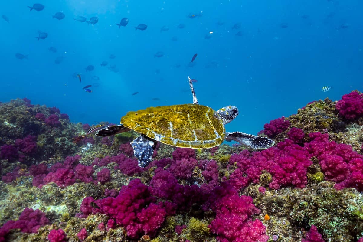 Wypatrywanie żołwia podczas snorkelingu w Byron Bay podczas podróży z Brisbane do Sydney