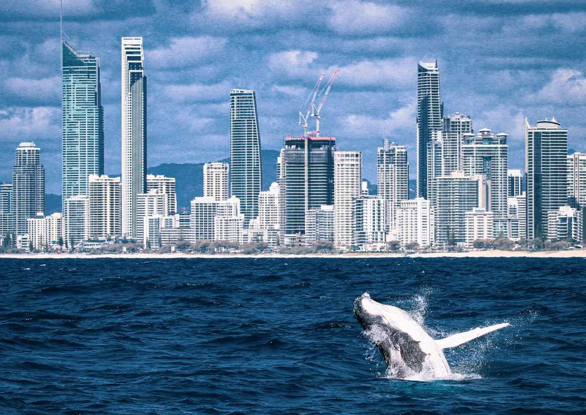 Obserwacja wielorybów w Australii – rejs z Gold Coast, spektakl natury