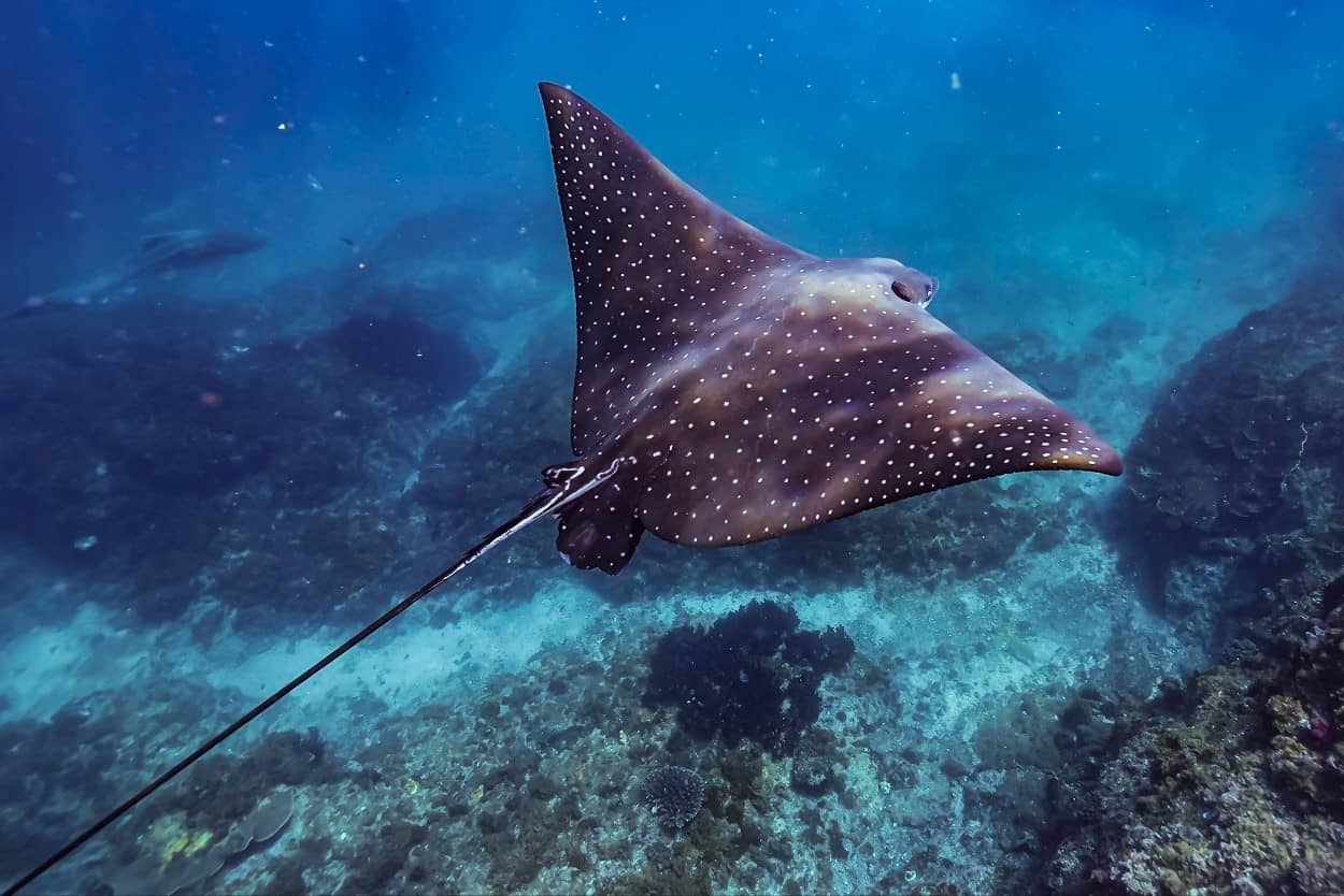 Uczestnicy rejsu wypatrują płaszczki podczas snorkelingu do Julian Rocks w Byron Bay w Australii