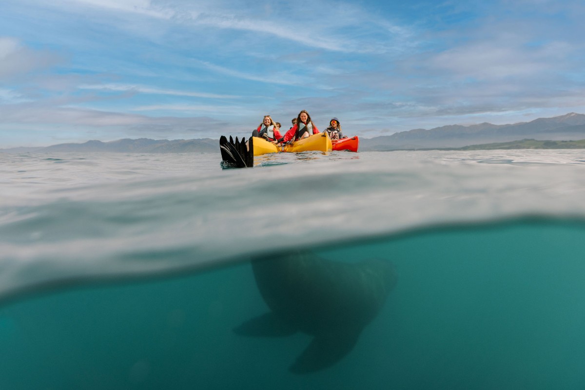 atrakcje-na-wodzie-dla-kazdego-kajak-z-fokami-kaikoura-nz