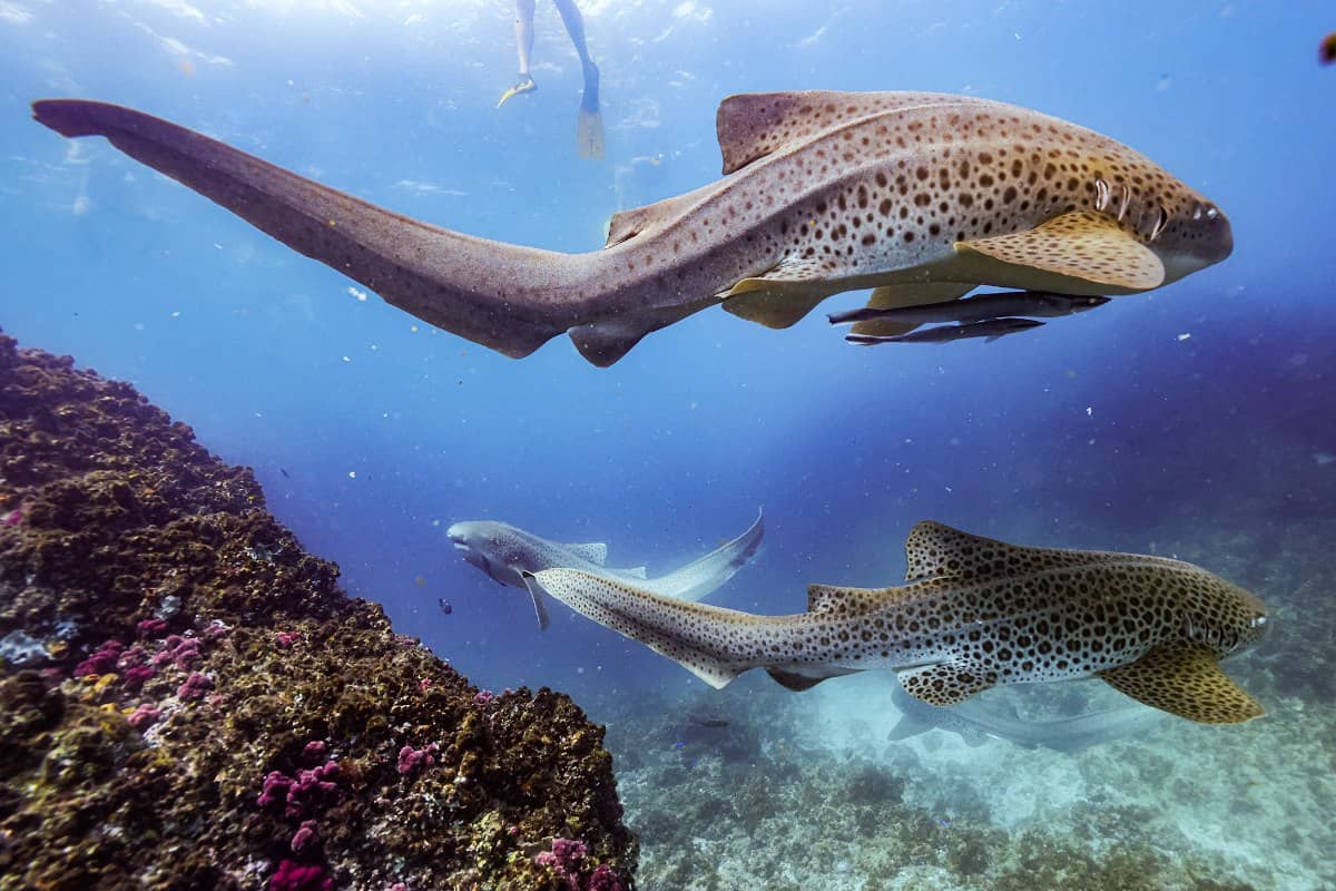 Rekin leopard odpływa spotkanie podczas snorkelingu w Byron Bay