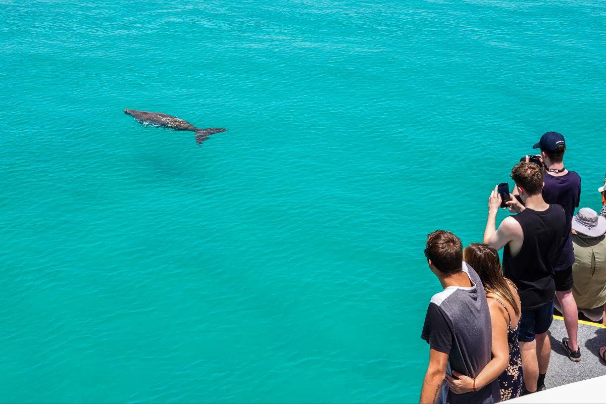 Lunch z owocami morza i widokiem na ocean – relaks na wyspie Moreton