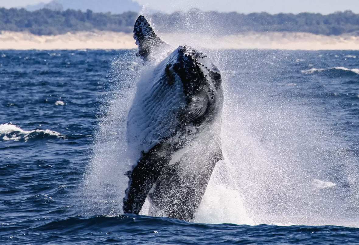 zima-w-australii-wieloryby-sezon-gdzie