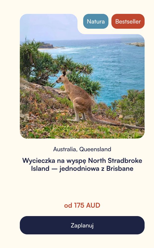 Dziki kangur w okolicach Brisbane na wyspie North Strabroke