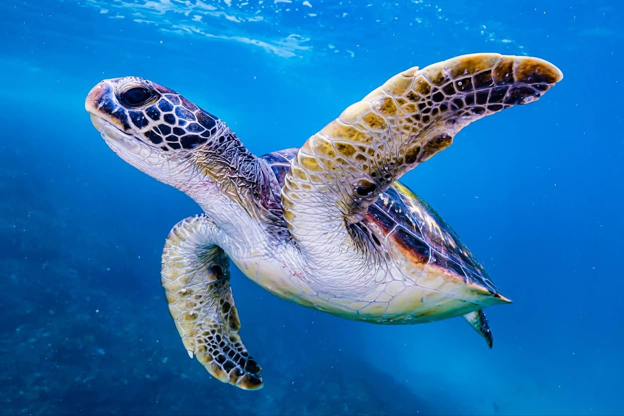 Żółw przepływa tuż pod maską snorkelera w rezerwacie morskim Julian Rocks